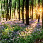 English Bluebell Woodland Path Poster