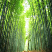 Pathway Through The Bamboo Grove Kyoto Poster
