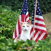 Patriotic Cat Poster
