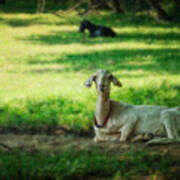 Peaceful Pasture Poster