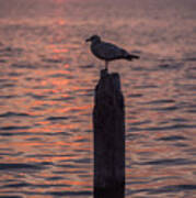 Peaceful Sunset Seagull Seaside Park Nj Poster