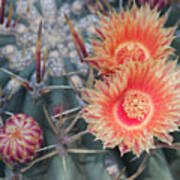 Peach Barrel Cactus Flowers Ii Poster