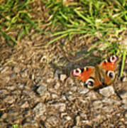 Peacock Butterfly Poster