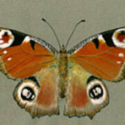 Peacock Butterfly Poster