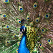 Peacock Extravaganza Poster