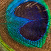 Peacock Feather Macro Detail Poster