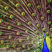Peacock In Full Display Poster