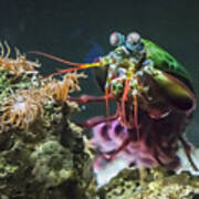 Peacock Mantis Shrimp Profile Poster