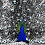 Peacock Plumage Color Splash Selective Color Stamp Digital Art Poster