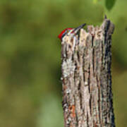 Peek A Boo Pileated Woodpecker Poster