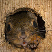 Peeking Squirrel Poster