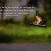 Pelican In Flight With Bible Verse Poster