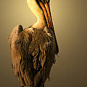 Pelican On Piling Poster