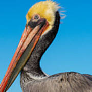 Pelican Portrait Poster