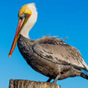 Pelican Pose Poster