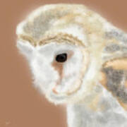 Pensive Barn Owl Poster