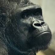 Pensive Gorilla Poster