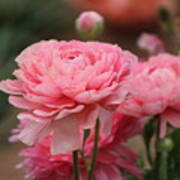 Peony Pink Ranunculus Closeup Poster