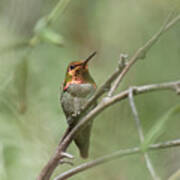 Pepper Tree Ornament No. 2 -- Anna's Hummingbird In Templeton, California Poster