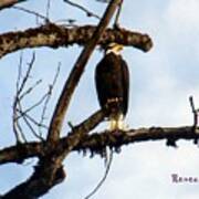 Perched Bald Eagle Poster