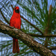 Perched Cardinal Poster