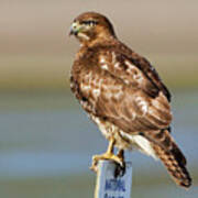 Perched Red Tail Hawk Poster