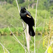 Perched Redwing Blackbird Poster