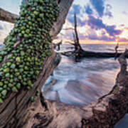 Periwinkle Sunrise At Blackrock Beach, Big Talbot Island State P Poster