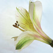 Peruvian Lily From Behind Poster