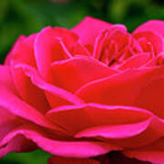 Petals Of A Bright Pink Rose Poster