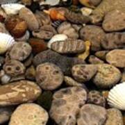 Petoskey Stones With Shells L Poster
