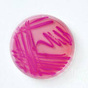 Petri Dish Of Acinetobacter Baumannii Poster