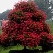 Petunia Tree Poster