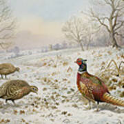 Pheasant And Partridges In A Snowy Landscape Poster