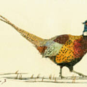 Pheasant Bird Art Poster