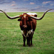 Photo Texas Longhorn A010816 Poster