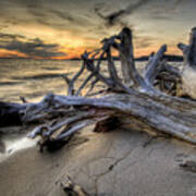 Pic Driftwood Poster