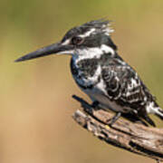 Pied Kingfisher Poster