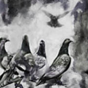 Pigeons Bw Poster