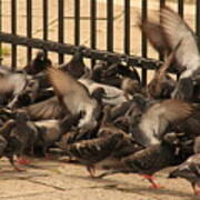 Pigeons In Venice Poster