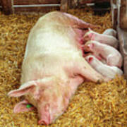 Piglets Nursing In Barn Poster