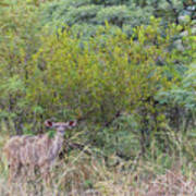 Pilanes National Park 17 Poster