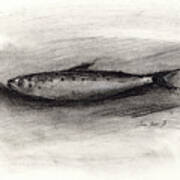 Pilchard Drawing Poster
