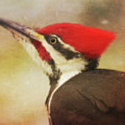 Pileated Woodpecker With Snowfall Poster