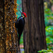Pileated Woodpecker Poster