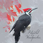 Pileated Woodpecker Watercolor Photo Poster