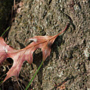 Pin Oak Leaf On Bark Poster