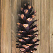 Pine Cone Ii Poster
