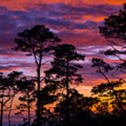 Pine Forest Sunset Poster