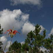 Pine Lily And Pines Poster